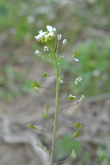 Capsella