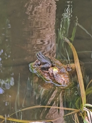 Pelophylax perezi
