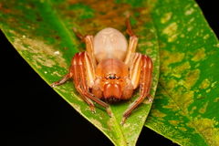 Thelcticopis