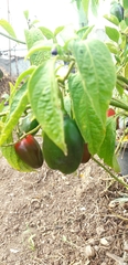Capsicum pubescens