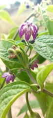 Capsicum pubescens