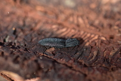 Lacon punctatus