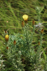 Helichrysum herbaceum