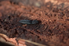 Lacon punctatus