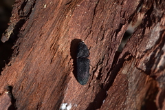 Lacon punctatus
