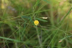 Rhynchosia totta totta