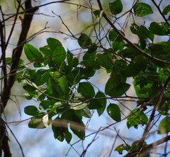 Smilax smallii