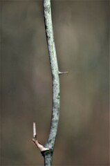 Smilax smallii