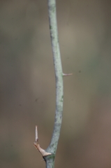 Smilax smallii