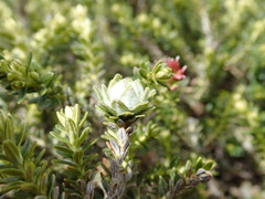 Ozothamnus alpinus