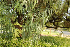Searsia lancea