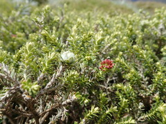 Ozothamnus alpinus