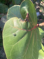 Condylostylus pruinosus