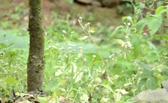 Ageratum conyzoides