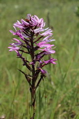 Disa nervosa