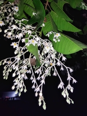 Vateria indica