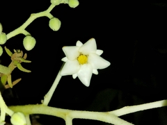 Vateria indica