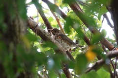 Turdus cardis