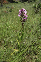 Disa nervosa