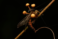 Ophiocordyceps dipterigena