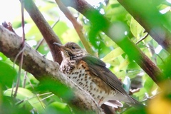 Turdus cardis
