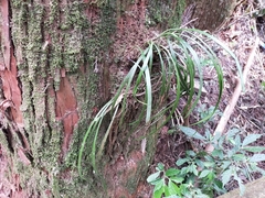 Haplopteris flexuosa