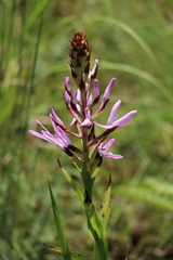 Disa nervosa