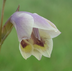 Gladiolus papilio