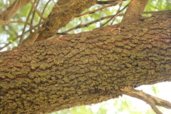 Searsia lancea