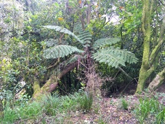 Cyathea dealbata