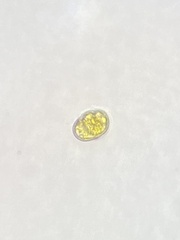 Miozoa