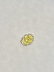 Miozoa
