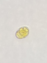 Miozoa