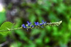 Salvia connivens