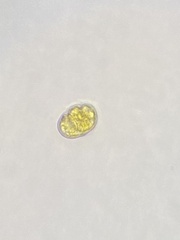 Miozoa