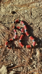 Micrurus nigrocinctus