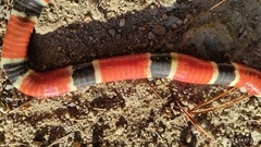 Micrurus nigrocinctus