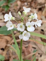 Cardamine bulbosa