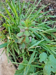 Euphorbia amygdaloides