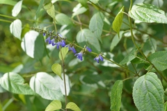 Salvia connivens