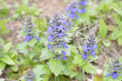 Ajuga