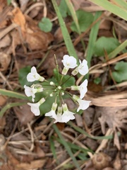 Cardamine bulbosa