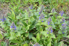 Ajuga