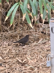 Turdus merula