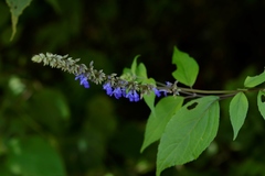 Salvia connivens