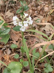 Cardamine bulbosa