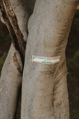 Celtis sinensis