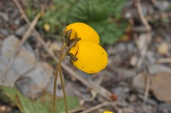 Calceolaria filicaulis