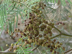 Dasineura rubiformis