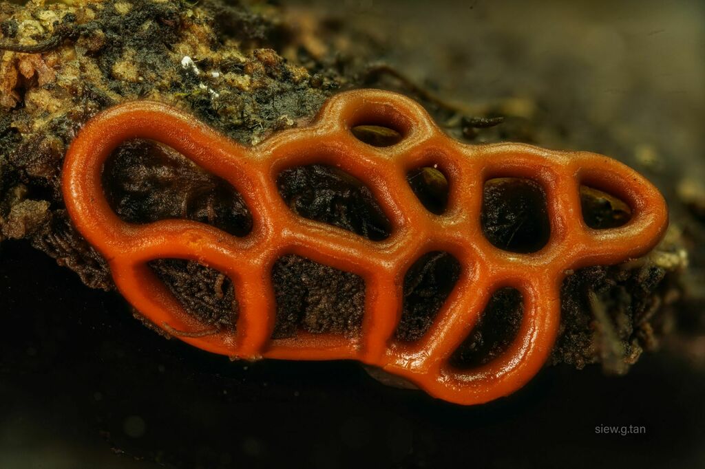 Pretzel slime mold